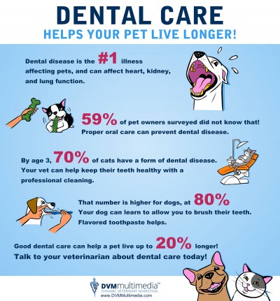 Importance of taking care of your dog's teeth - The Dog Stop