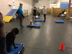 Puppy training classes shops